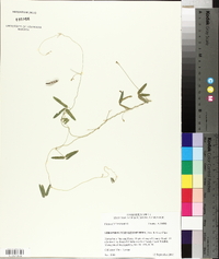 Strophostyles leiosperma image