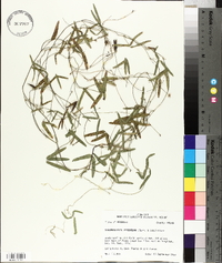 Strophostyles leiosperma image