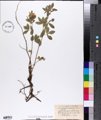 Thermopsis rhombifolia image