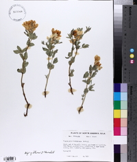Thermopsis rhombifolia image