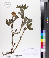 Thermopsis divaricarpa image