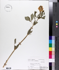 Thermopsis divaricarpa image