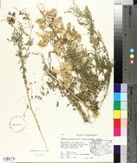 Sphaerophysa salsula image