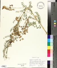 Sphaerophysa salsula image