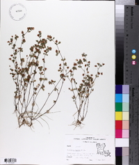 Trifolium dubium image