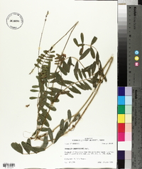 Tephrosia onobrychoides image