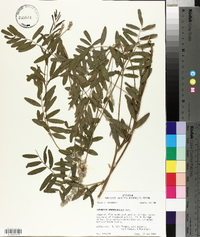 Tephrosia onobrychoides image
