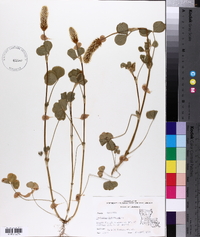 Trifolium incarnatum image