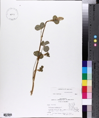 Trifolium incarnatum image