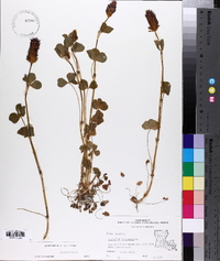 Trifolium incarnatum image