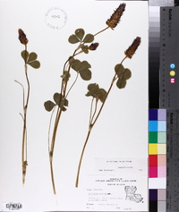 Trifolium incarnatum image