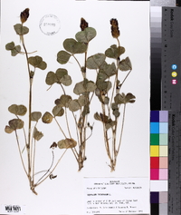 Trifolium incarnatum image