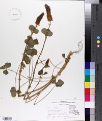 Trifolium incarnatum image