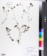 Trifolium lappaceum image