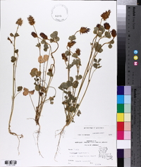 Trifolium incarnatum image