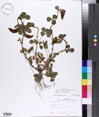 Trifolium incarnatum image