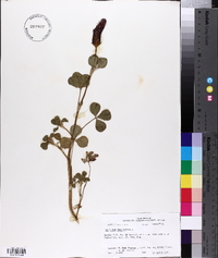 Trifolium incarnatum image