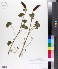 Trifolium incarnatum image