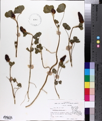 Trifolium incarnatum image