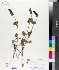 Trifolium incarnatum image