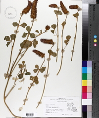 Trifolium incarnatum image