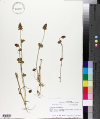 Trifolium incarnatum image