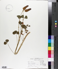 Trifolium incarnatum image