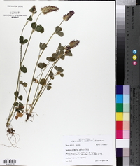Trifolium incarnatum image