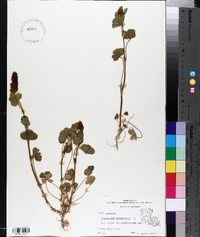 Trifolium incarnatum image