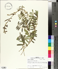 Tephrosia onobrychoides image