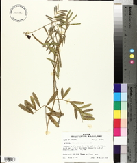 Tephrosia onobrychoides image