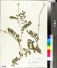Tephrosia onobrychoides image