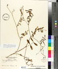 Tephrosia florida image