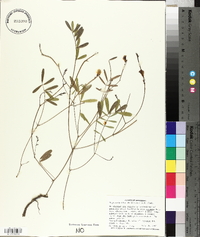 Tephrosia florida image