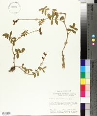 Tephrosia spicata image