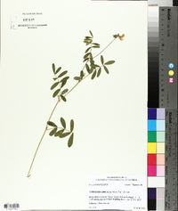 Tephrosia spicata image