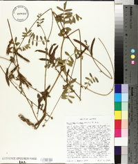 Tephrosia spicata image