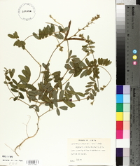 Tephrosia spicata image