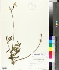 Tephrosia onobrychoides image
