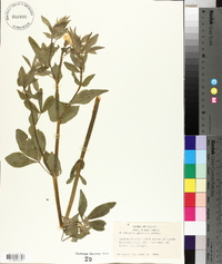 Thermopsis gracilis image