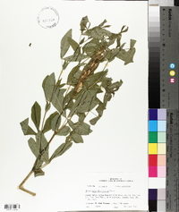 Thermopsis divaricarpa image