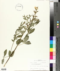 Thermopsis divaricarpa image