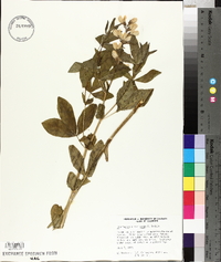 Thermopsis divaricarpa image