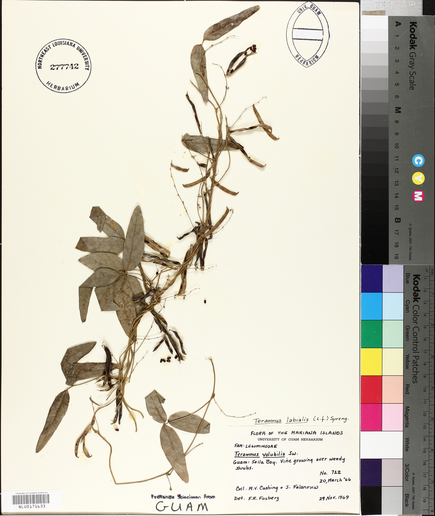 Teramnus volubilis image