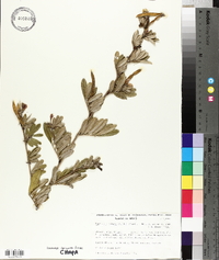 Tephrosia nitens image