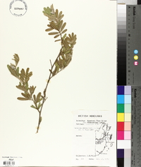 Tephrosia nitens image