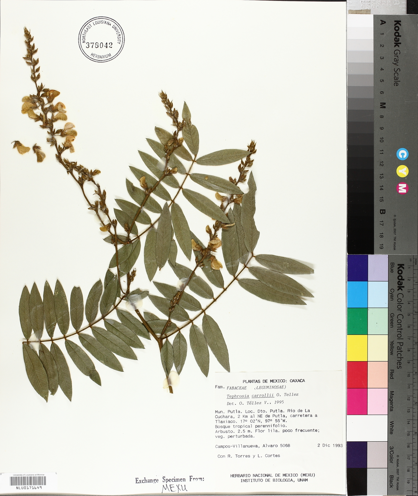 Tephrosia carrollii image