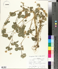 Trifolium nigrescens image