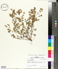 Trifolium nigrescens image