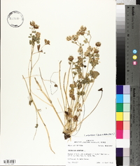 Trifolium hybridum image